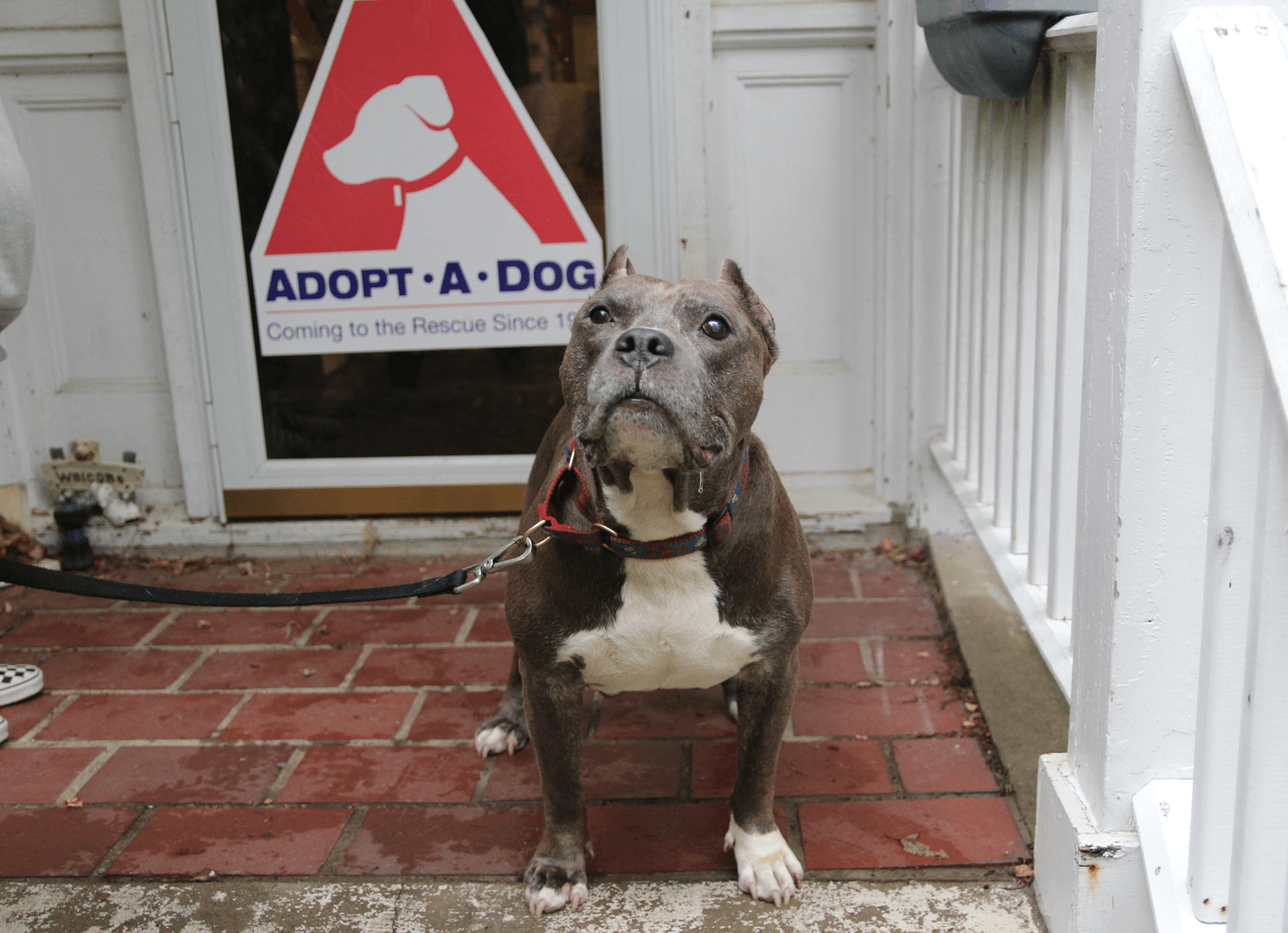 Harvey is a gentle senior dog available for adoption at Adopt A Dog. Photo: Leslie Yager
