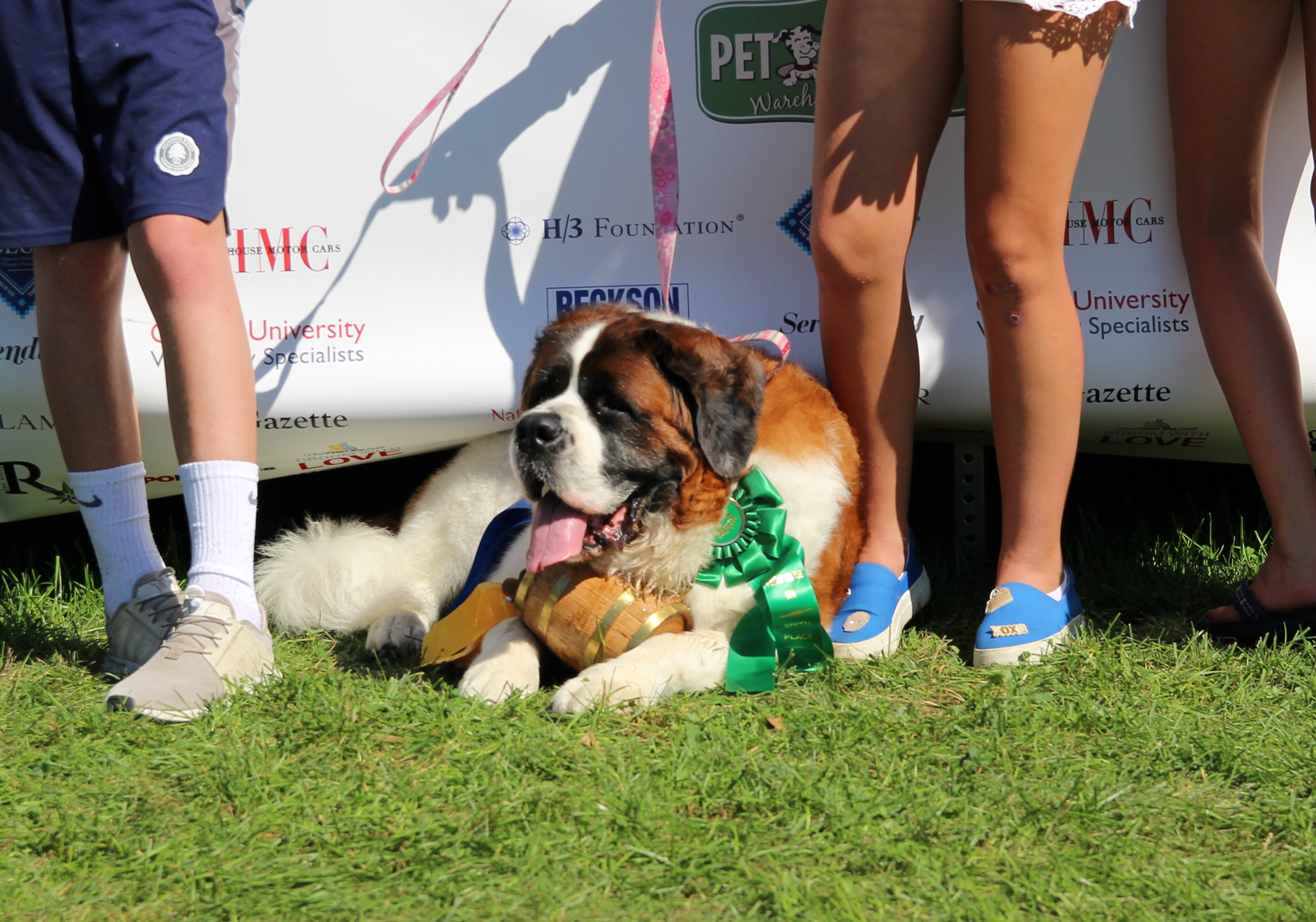 Happy but exhausted Saint Bernard at Puttin' on the Dog, Sept. 16, 2018 Photo: Leslie Yager