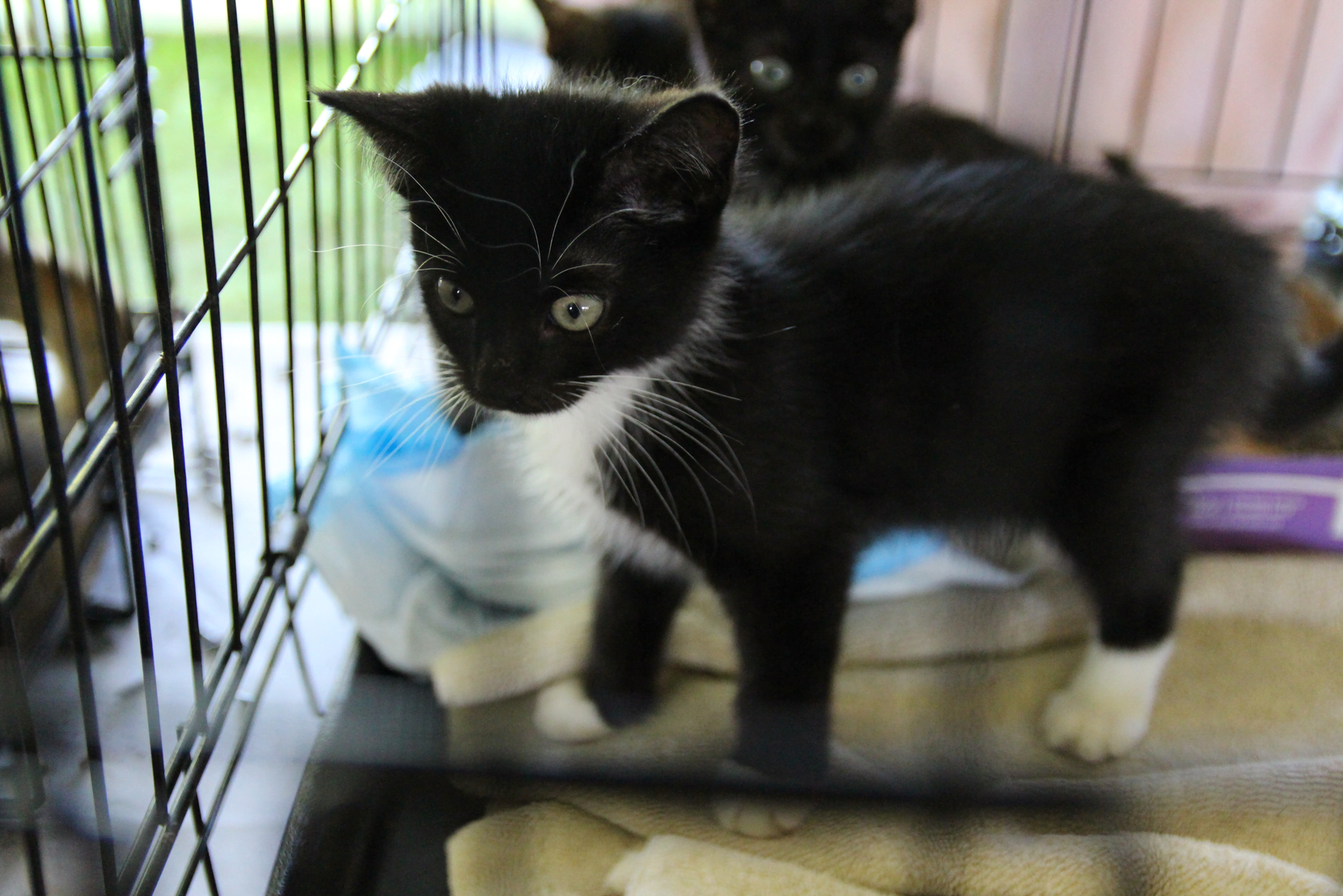 Abundant cats and kittens were also available for adoption at Puttin on the Dog. Sept 16, 2018 Photo: Leslie Yager