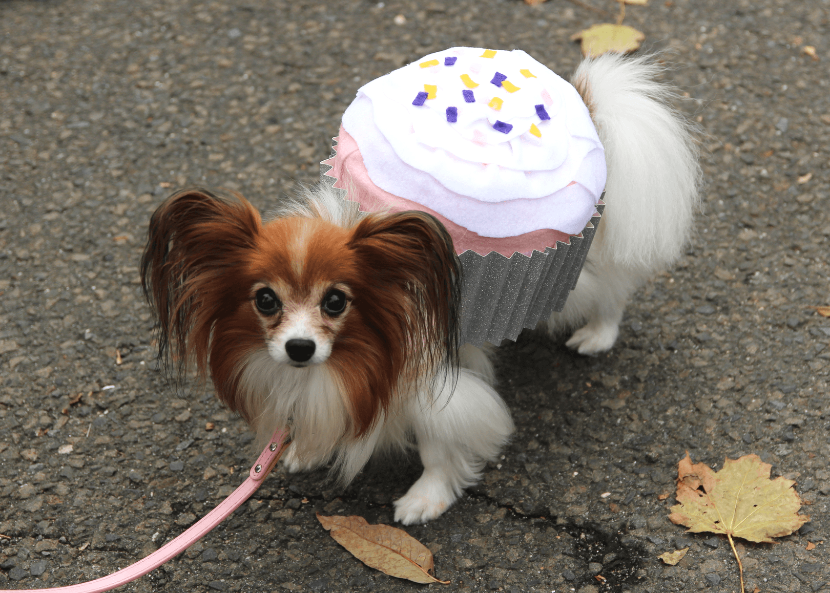 Pappilon dog dressed as a cupcake at the Howl & Prowl, Oct. 28, 2018 Photo: Leslie Yager
