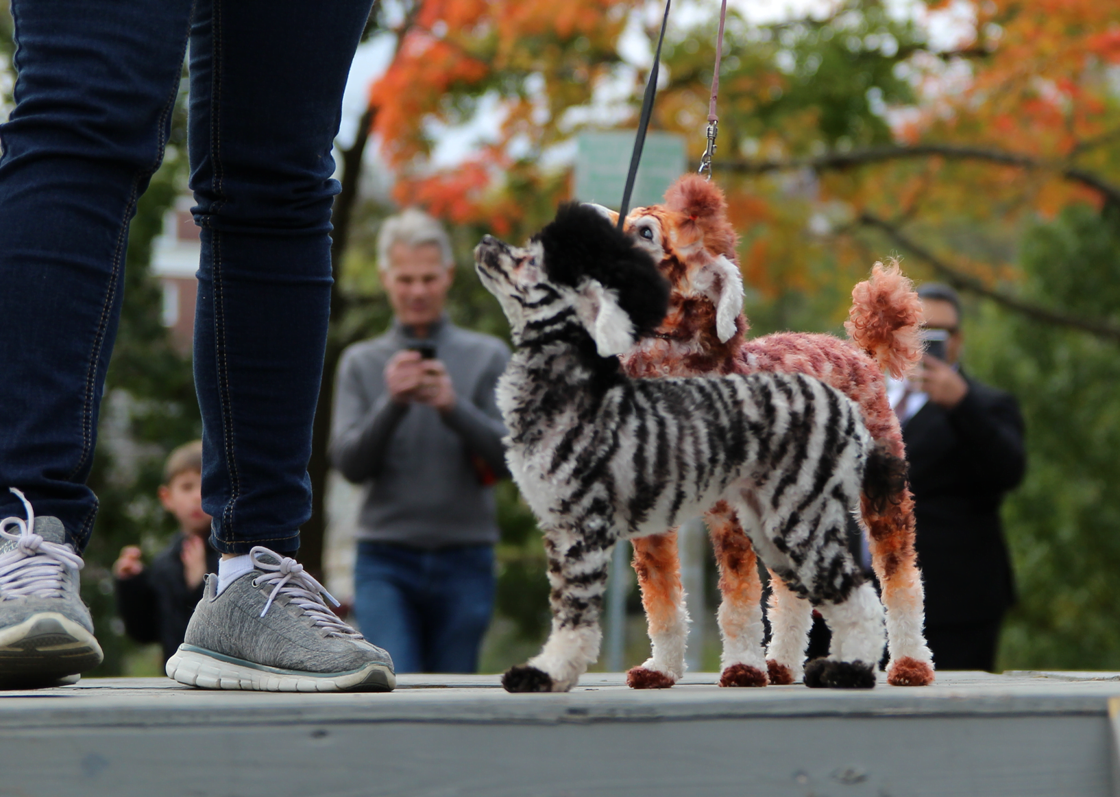 Toy poodles Lady Gaga and Tilly, dressed as a giraffe and zebra for Pet Pantry's Howl & Prowl to benefit Adopt A Dog. Oct 28, 2018 Photo: Leslie Yager