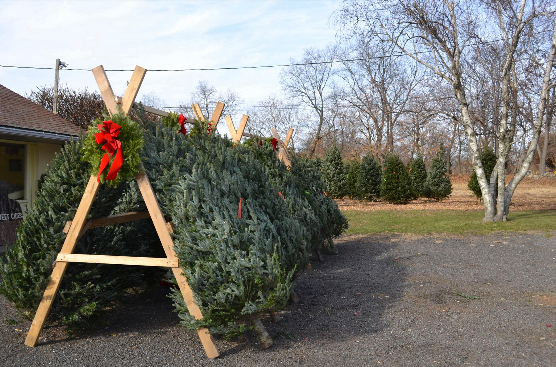 Augustine's Farm on King Street offers freshly cut Christmas trees, wreathes, pointsettias and more. Shop local.