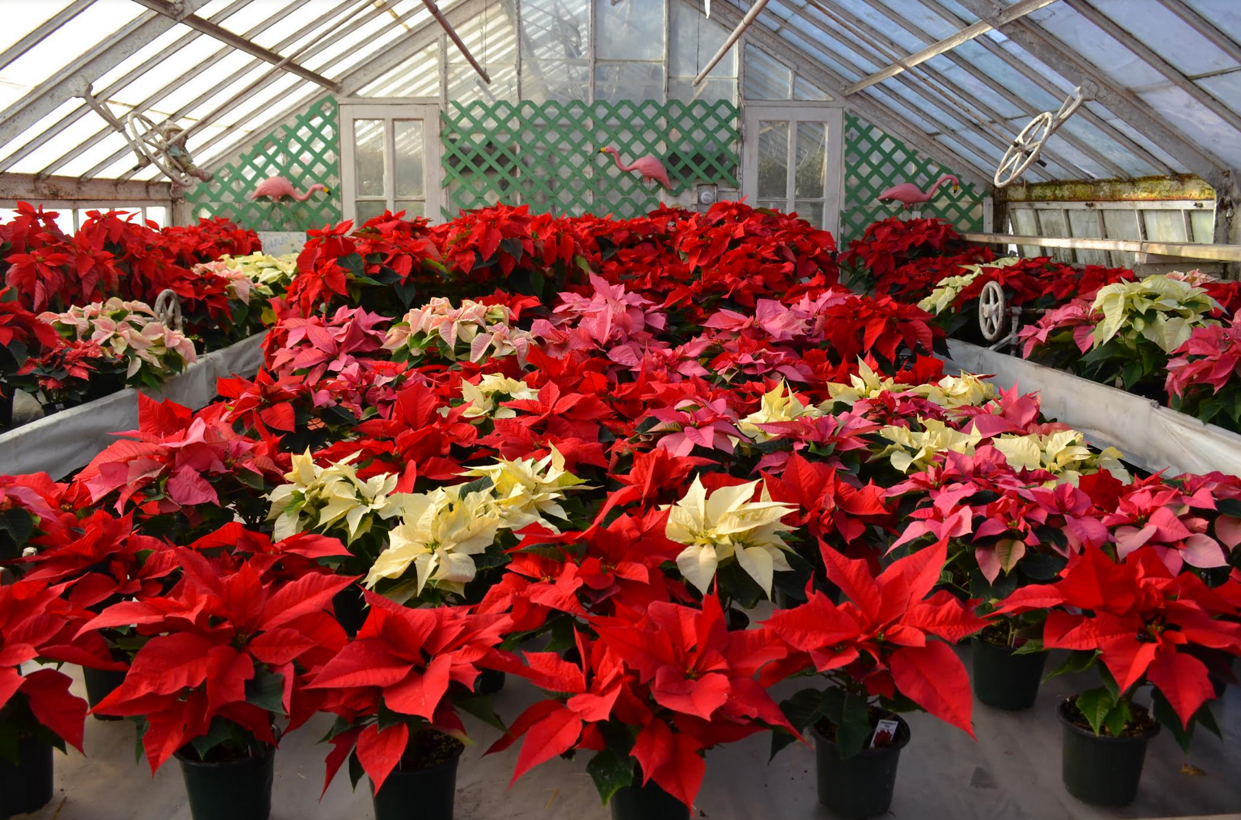 Augustine's Farm on King Street offers freshly cut Christmas trees, wreathes, pointsettias and more. Shop local.