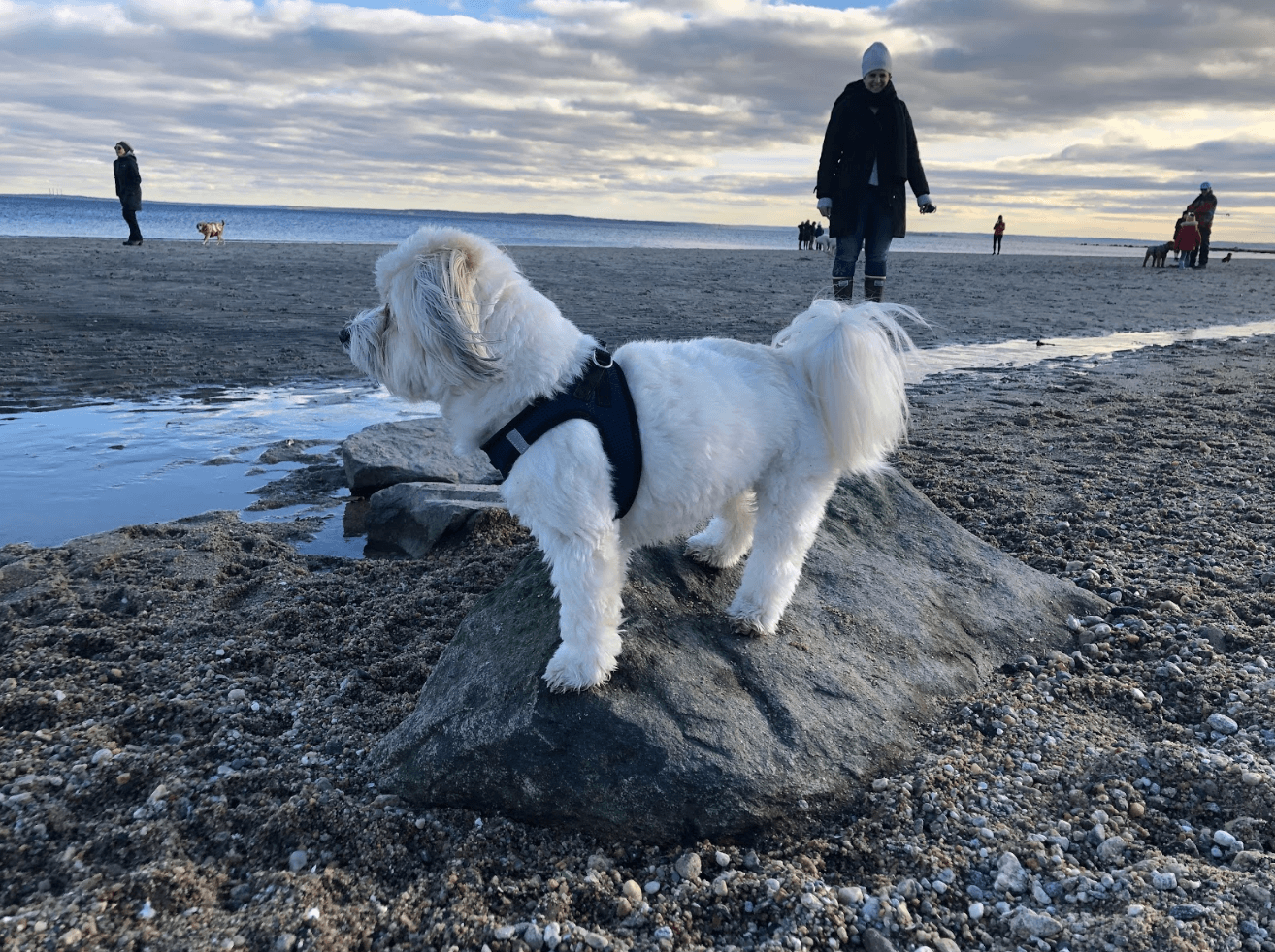 Chip the Havanese stands on a rock at Tod’s Point to watch other dogs race by. Dec 29, 2018 Photo: Avery Barakett