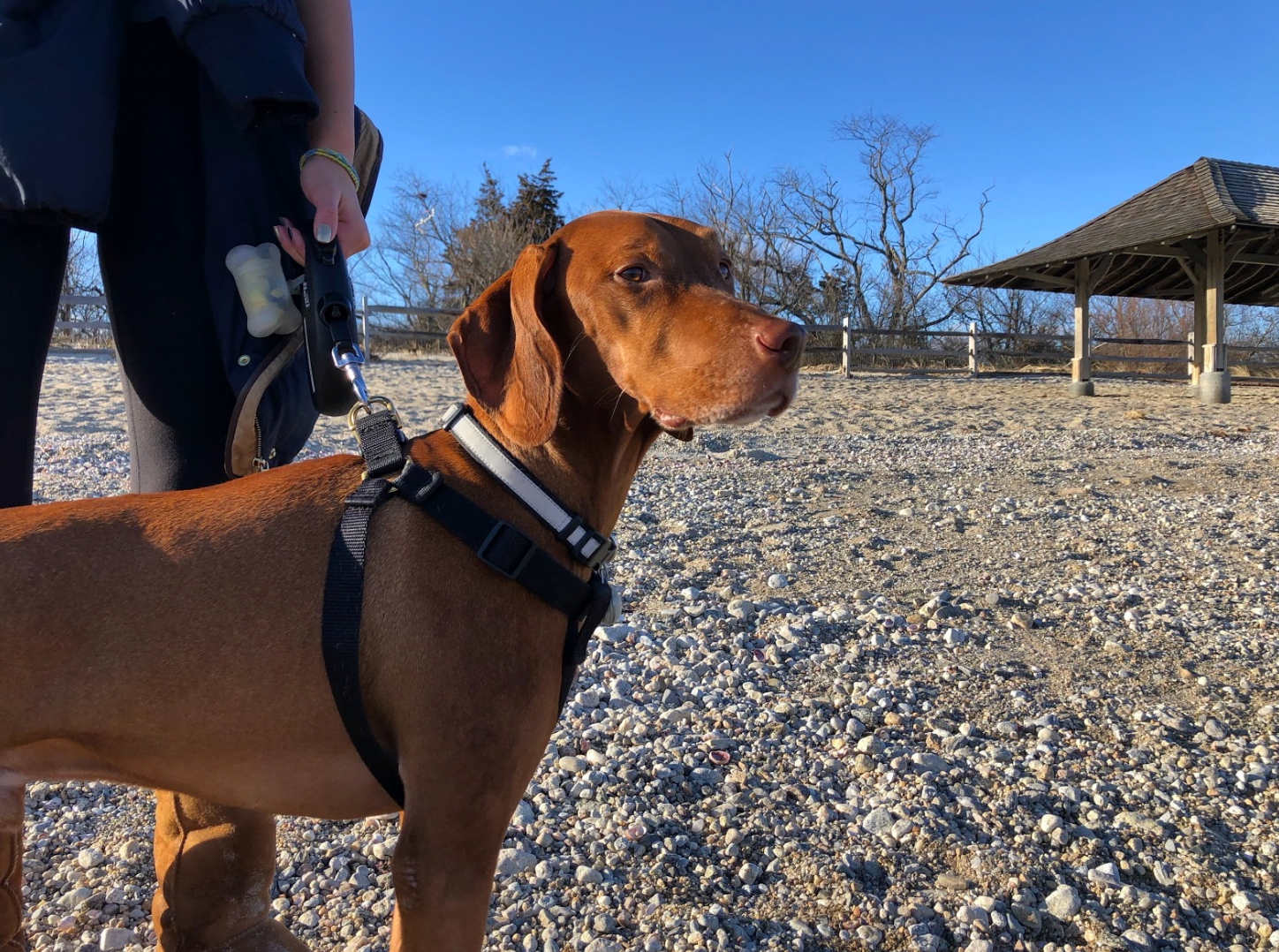 Scout the Vizsla stands by his owner as they watch a group of dogs playing a game of fetch. Dec 29, 2018 Photo: Avery Barakett