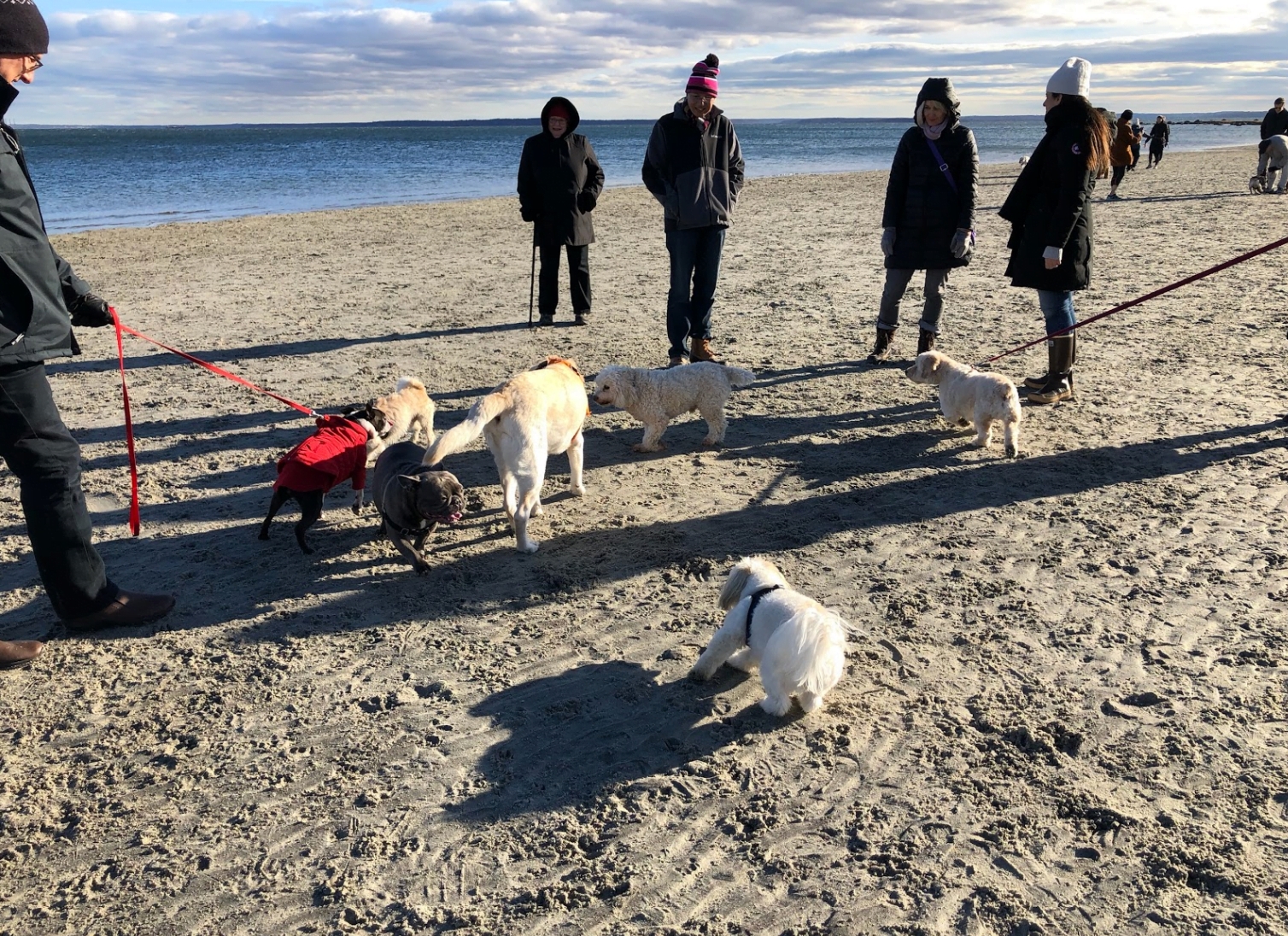 A group of dogs sniff each other while their owners look on. Dec 29, 2018 Photo: Avery Barakett
