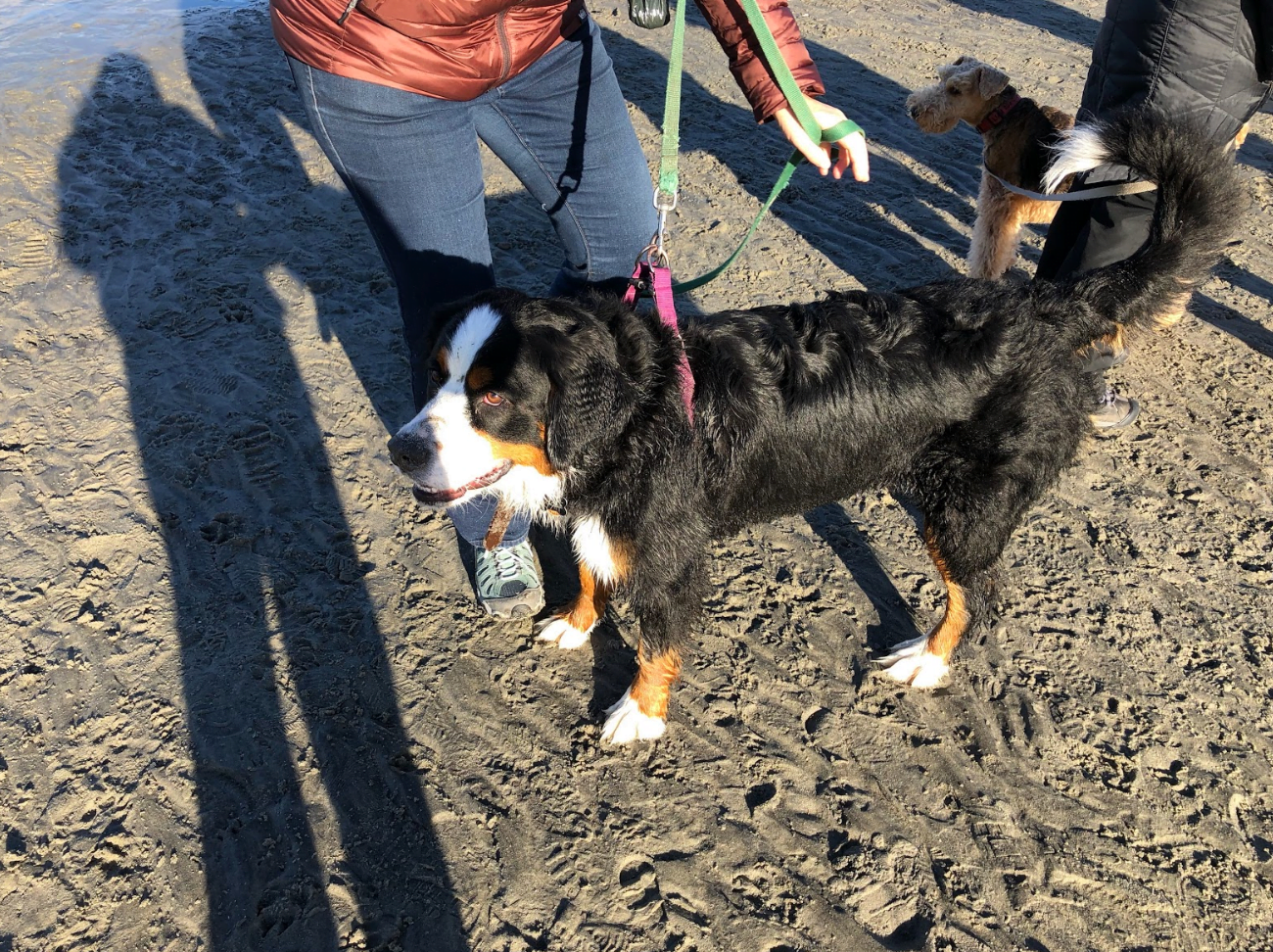 Maggie the Bernese Mountain dog poses for the camera. Dec 29, 2018 Photo: Avery Barakett
