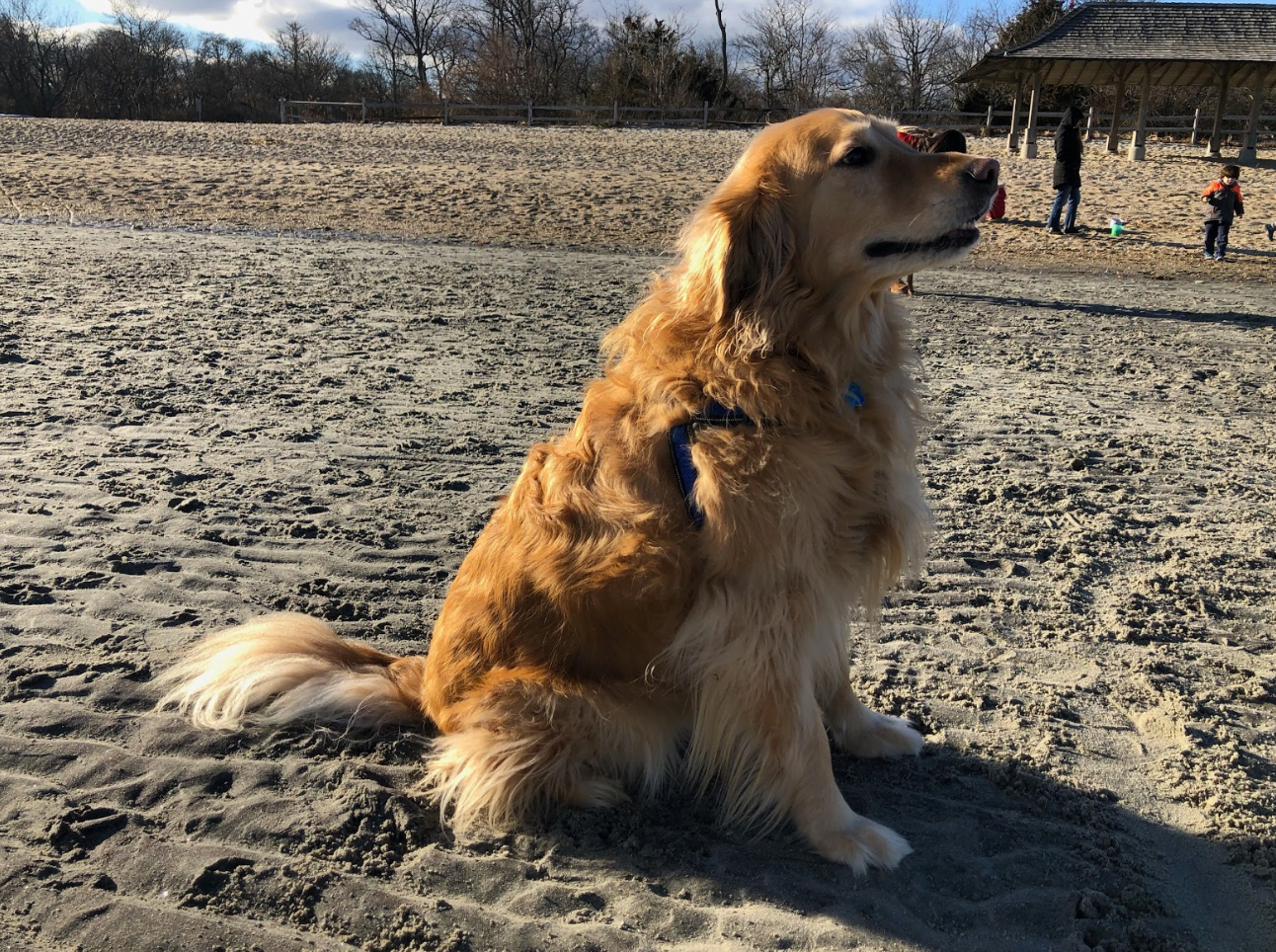 Oakley the Golden Retriever enjoys the slight breeze and the sunshine at Tod's Point on Saturday, Dec 29, 2018 Photo Avery Barakett