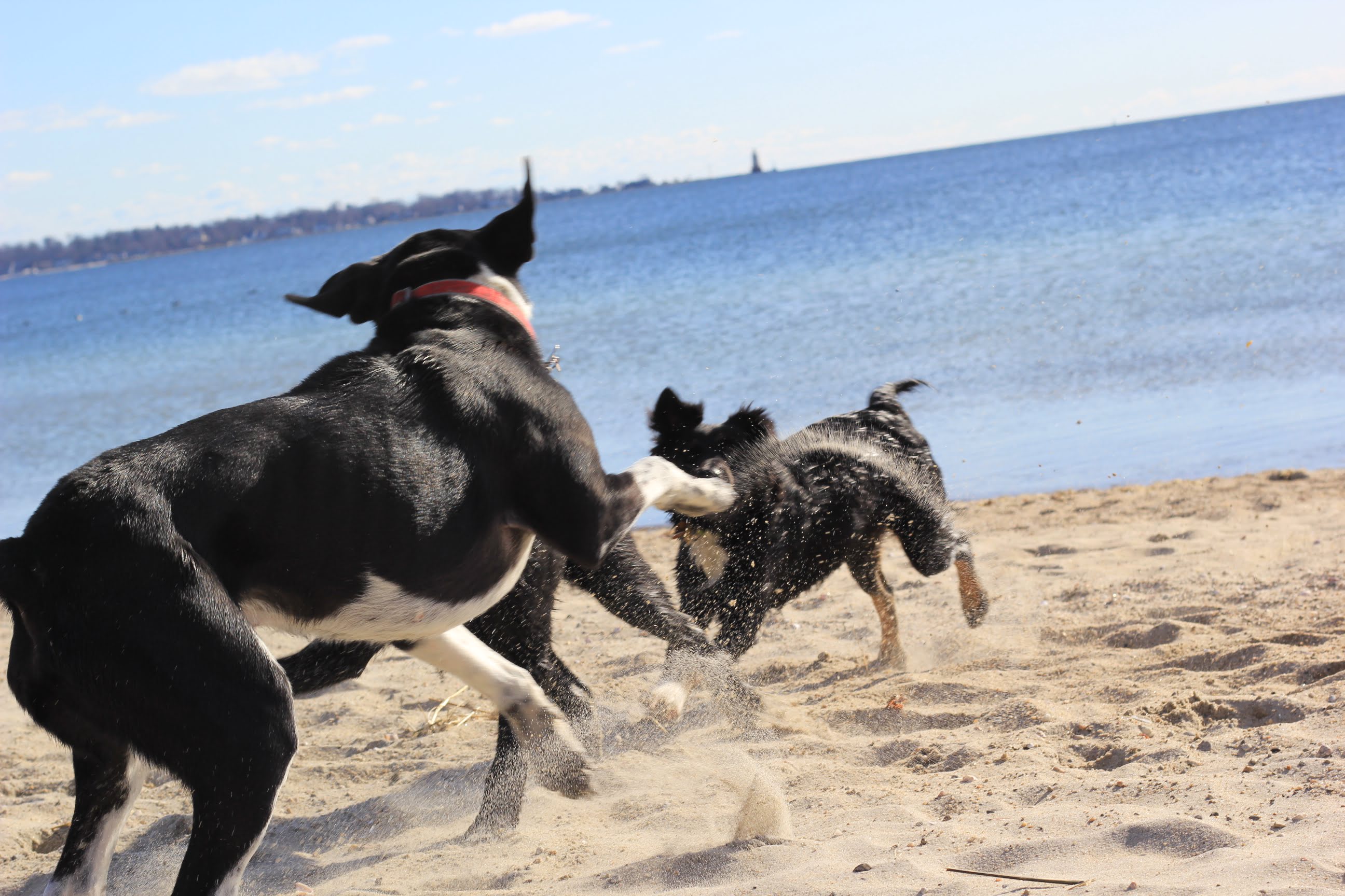 Dogs area allowed at Tod's Point from December through March. The last day for dogs at the park is March 31, 2019 Photo Jordan Paris