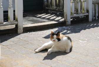 Resident cat at Mead Farm enjoyed a moment in the sun. March 9, 2019 Photo: Leslie Yager