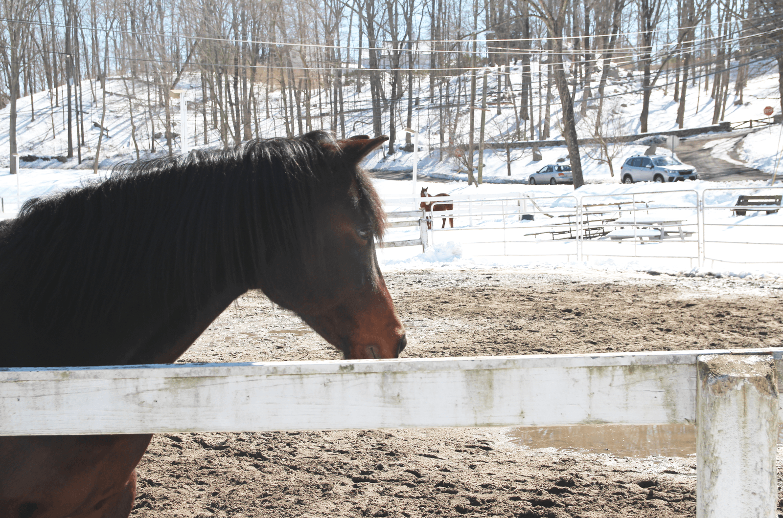 A pony at Mead Farm. March 9, 2019 Photo: Leslie Yager