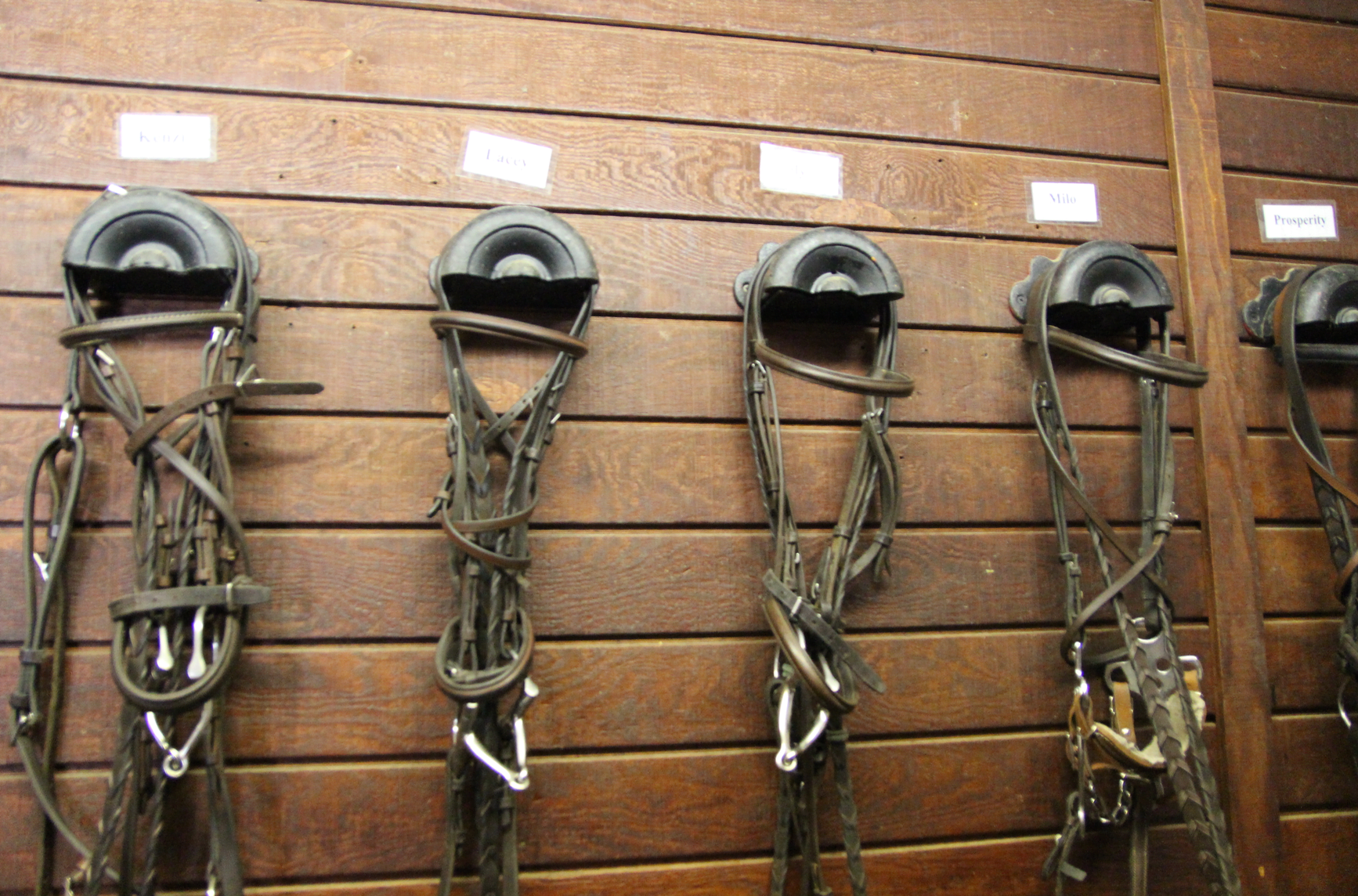 Mead Farm, a FamilyRun Business, Offers Riding and Horsemanship to All