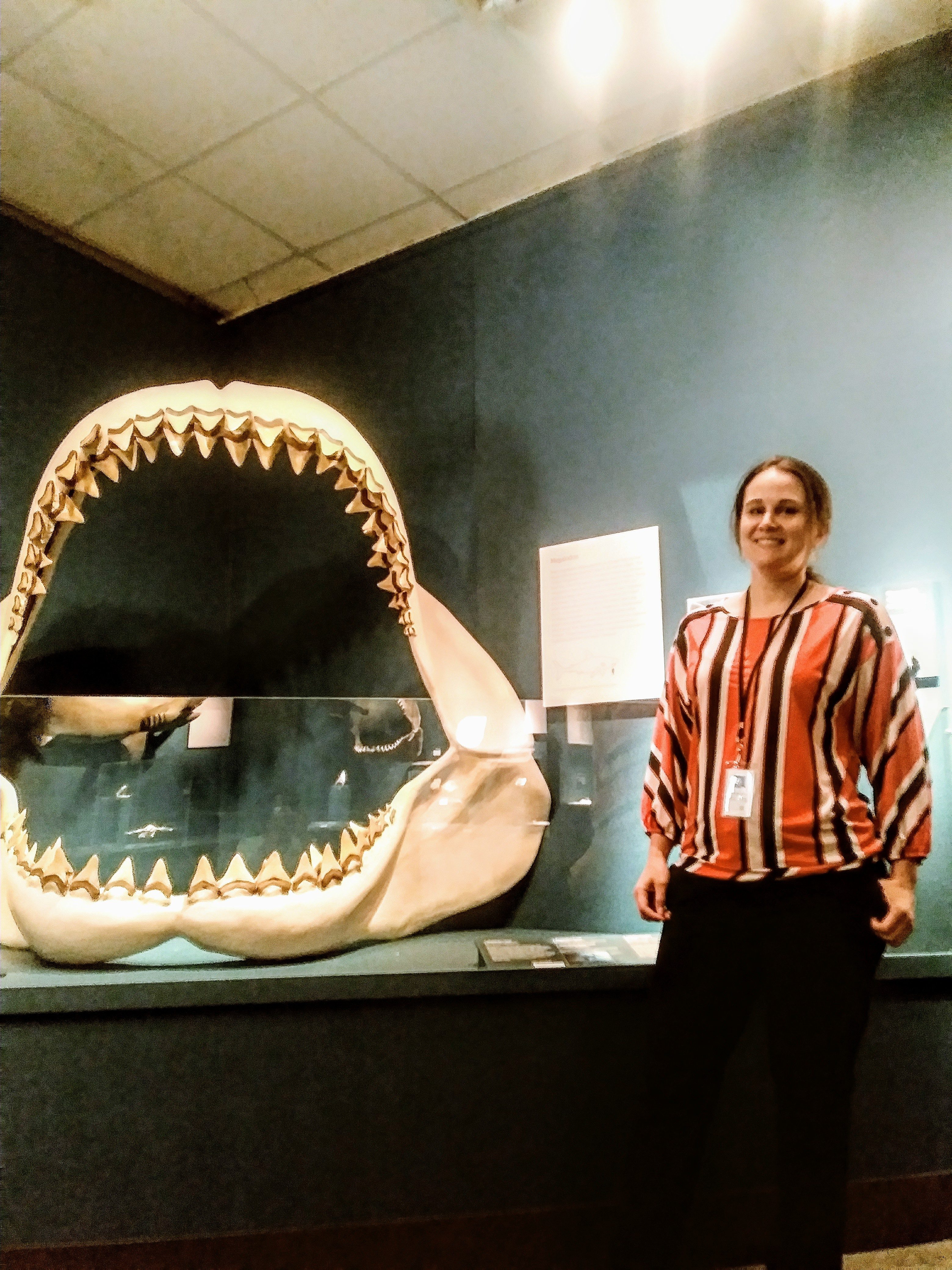 Kate Dzikiewicz at the Sharks! exhibit at Bruce Museum. Photo: Andrea Gonzalez