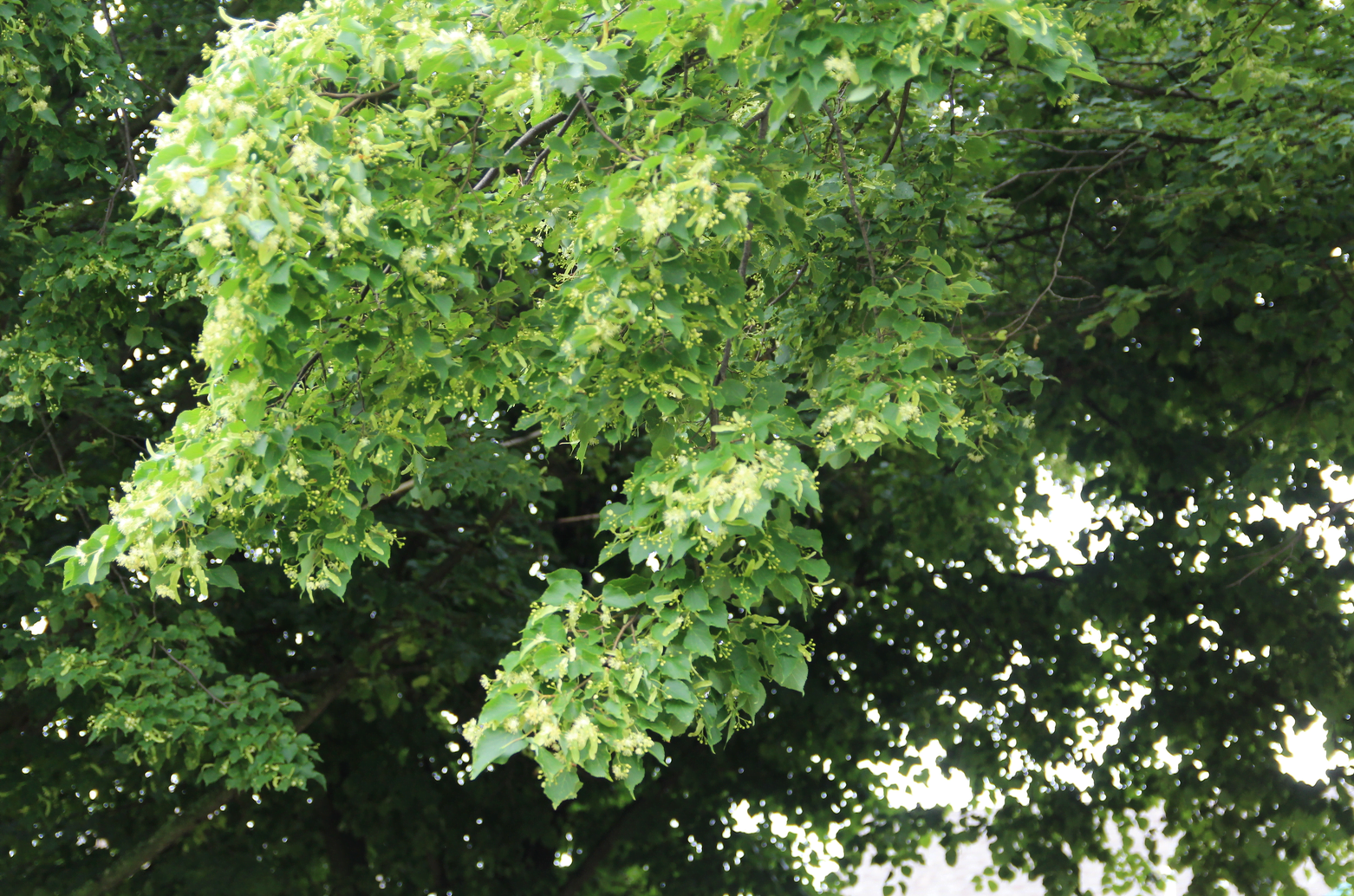 Close up of flowering Linden tree at Hamilton Avenue School. June 20, 2019 Photo: Leslie Yager