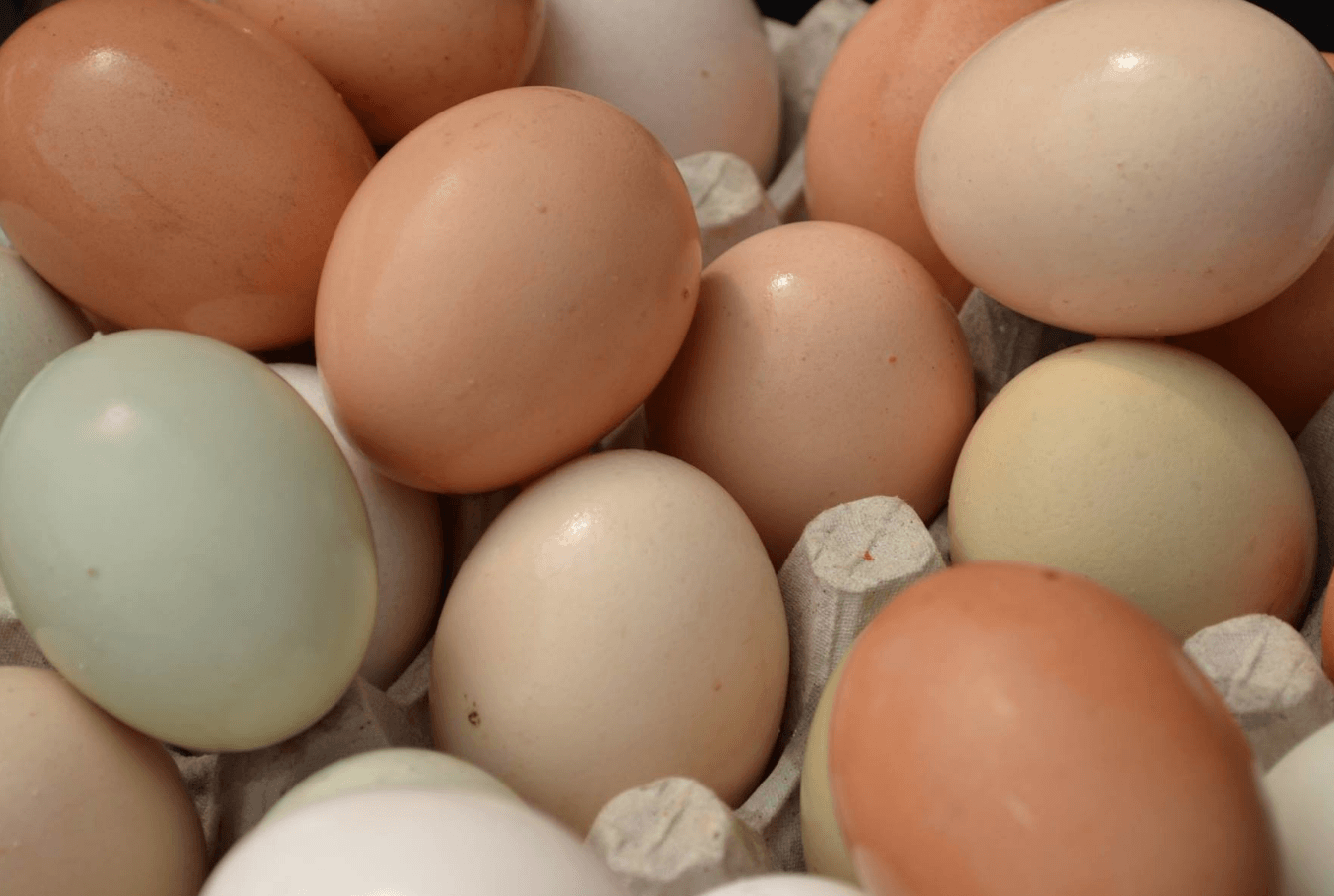 fresh eggs at Augustine's Farm