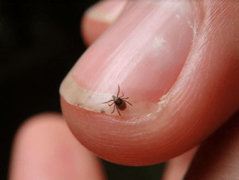Providing perspective on how tiny these Lyme-infected deer ticks can be by comparison to a dime. Source: The Center for Disease Control (CDC).
