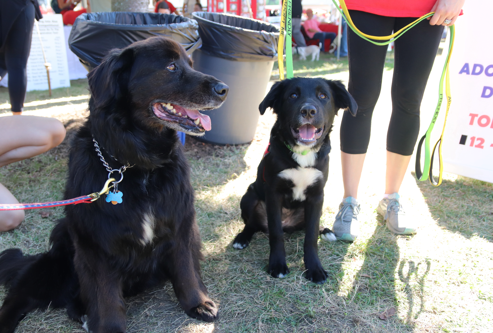 Shay (at right) is a dog available for adoption from Adopt A Dog. He is one of several named after baseball stadiums. Sept. 29, 2019 Photo: Leslie Yager