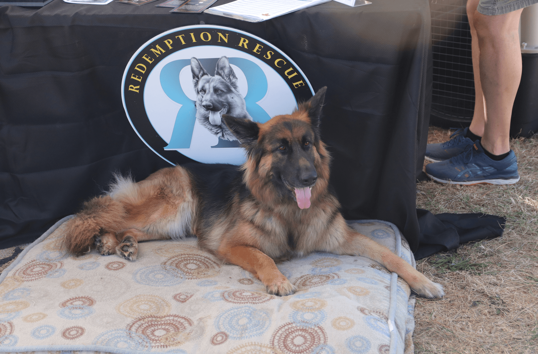 Gina welcomed guests to the ARK Charities tent in the rescue area at Puttin' on the Dog. Sept 29, 2019 Photo: Leslie Yager