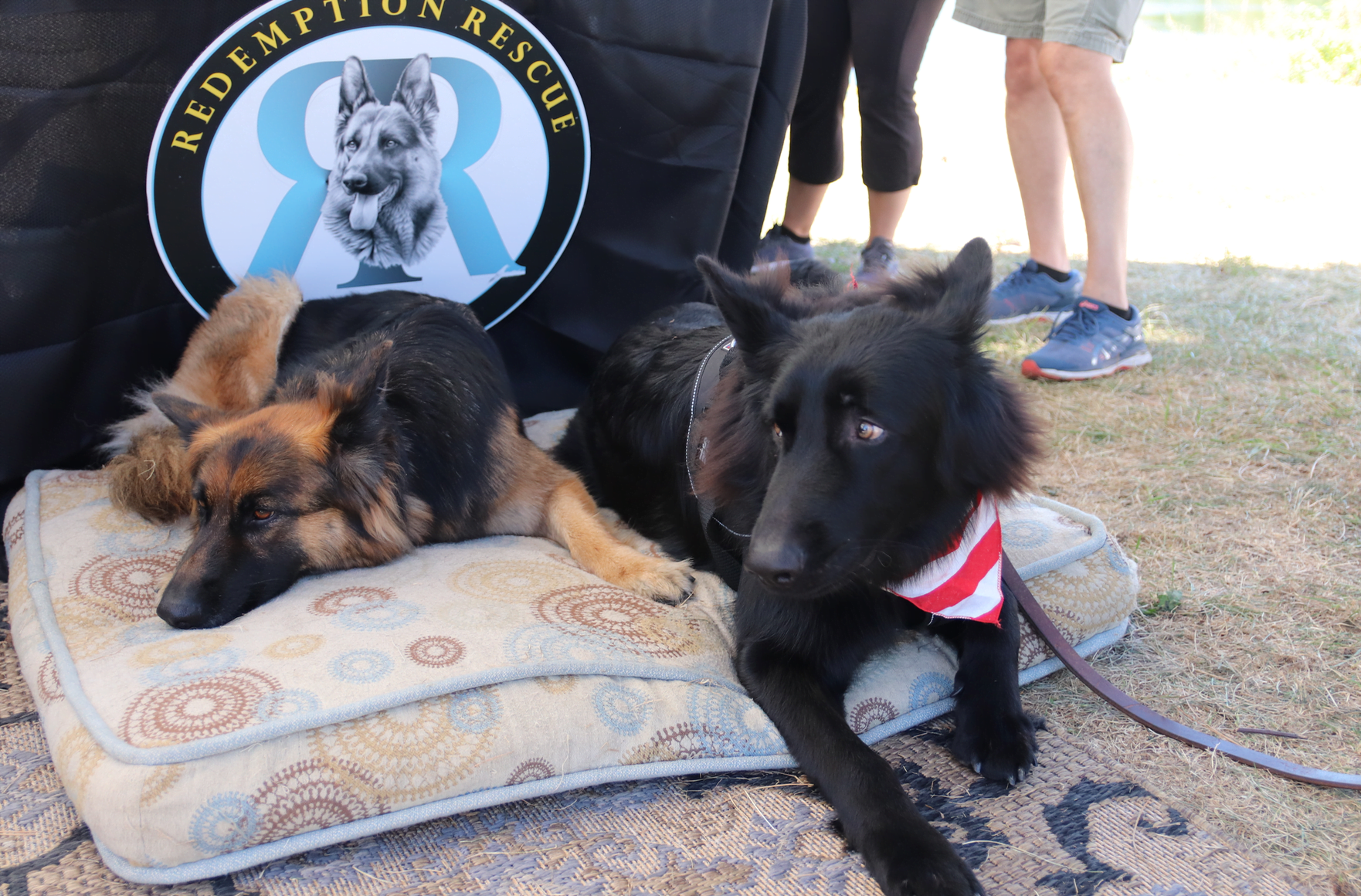 ARK Charities - Animal Rescue and Canine Charities were represented well by Gina and Kastiel. Sept 29, 2019 Photo: Leslie Yager