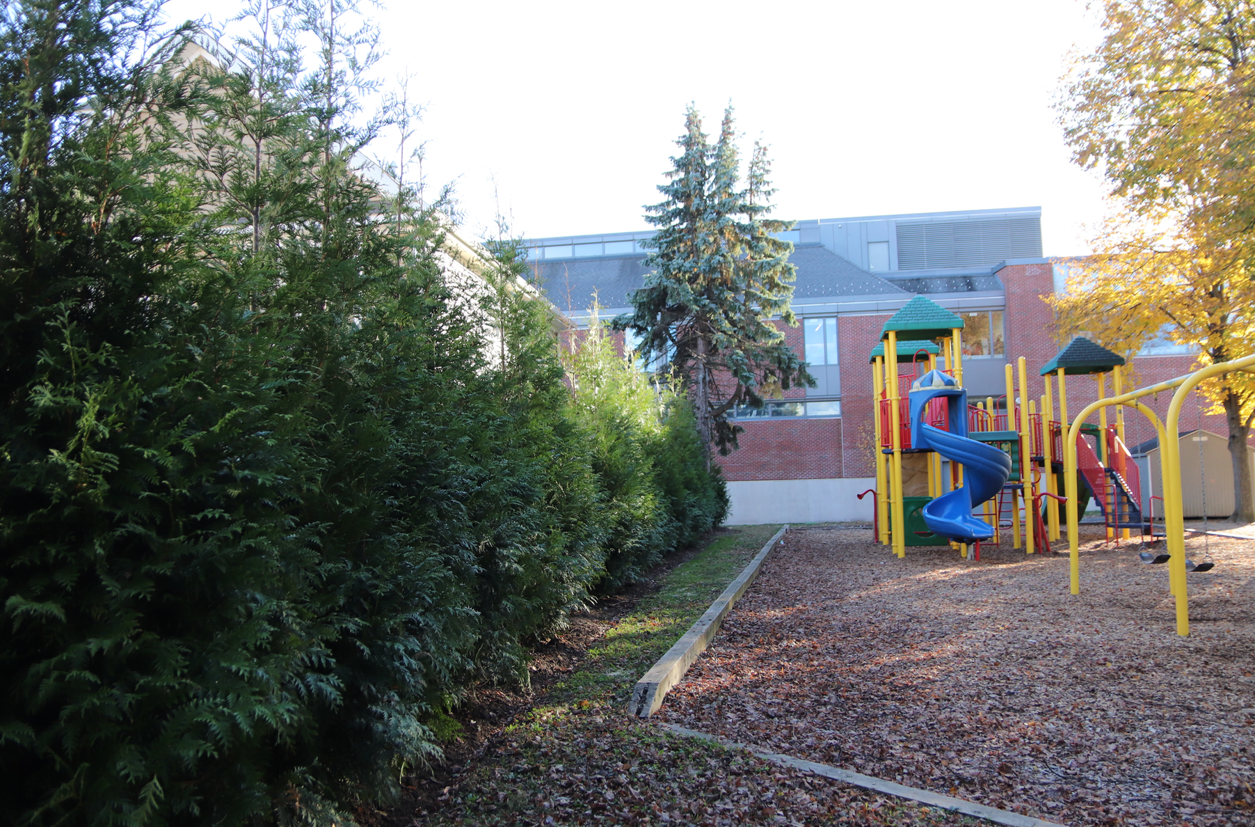 Newly planted arbor vitae along the playground at Hamilton Avenue School. October, 2019 Photo: Leslie Yager
