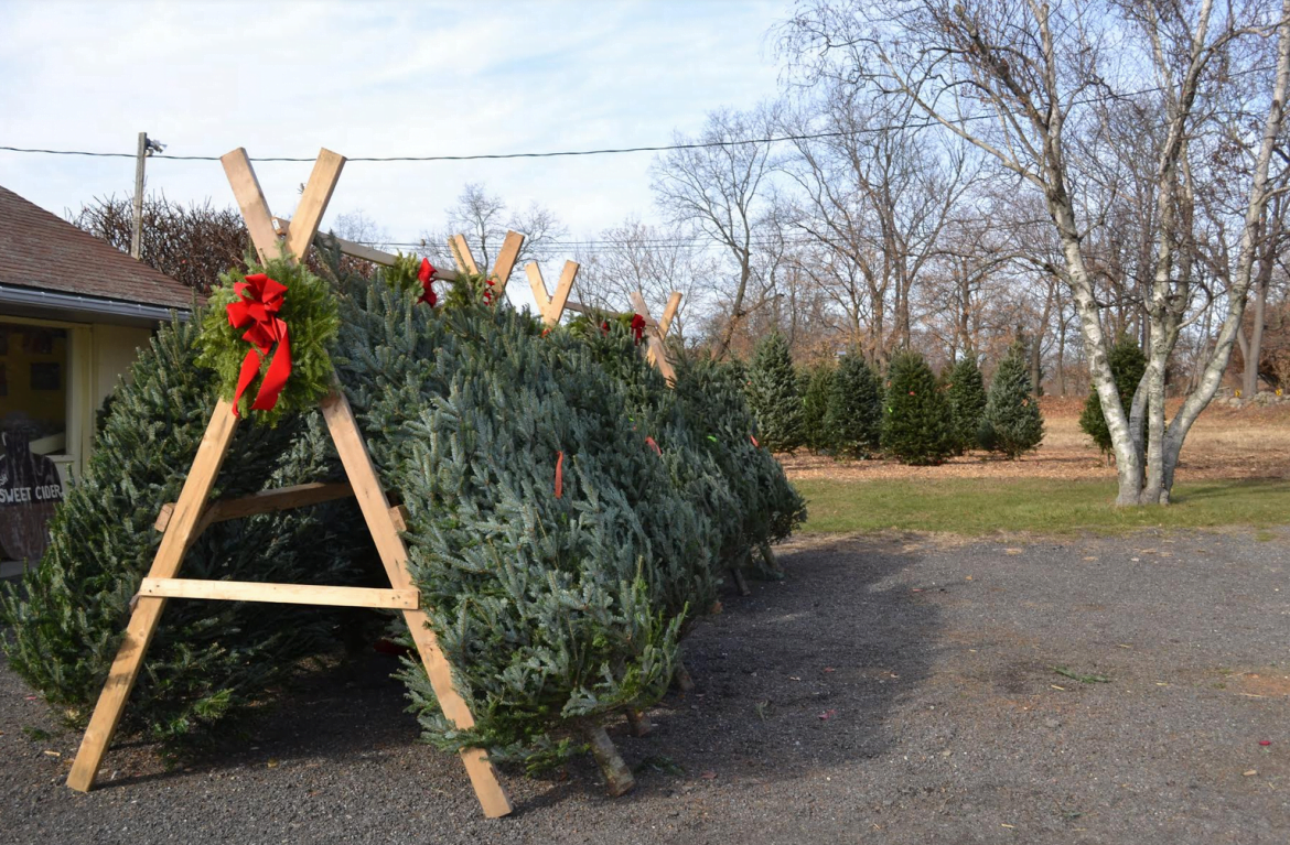 Shop Local Christmas Trees Have Arrived at Augustine’s Farm Greenwich Free Press
