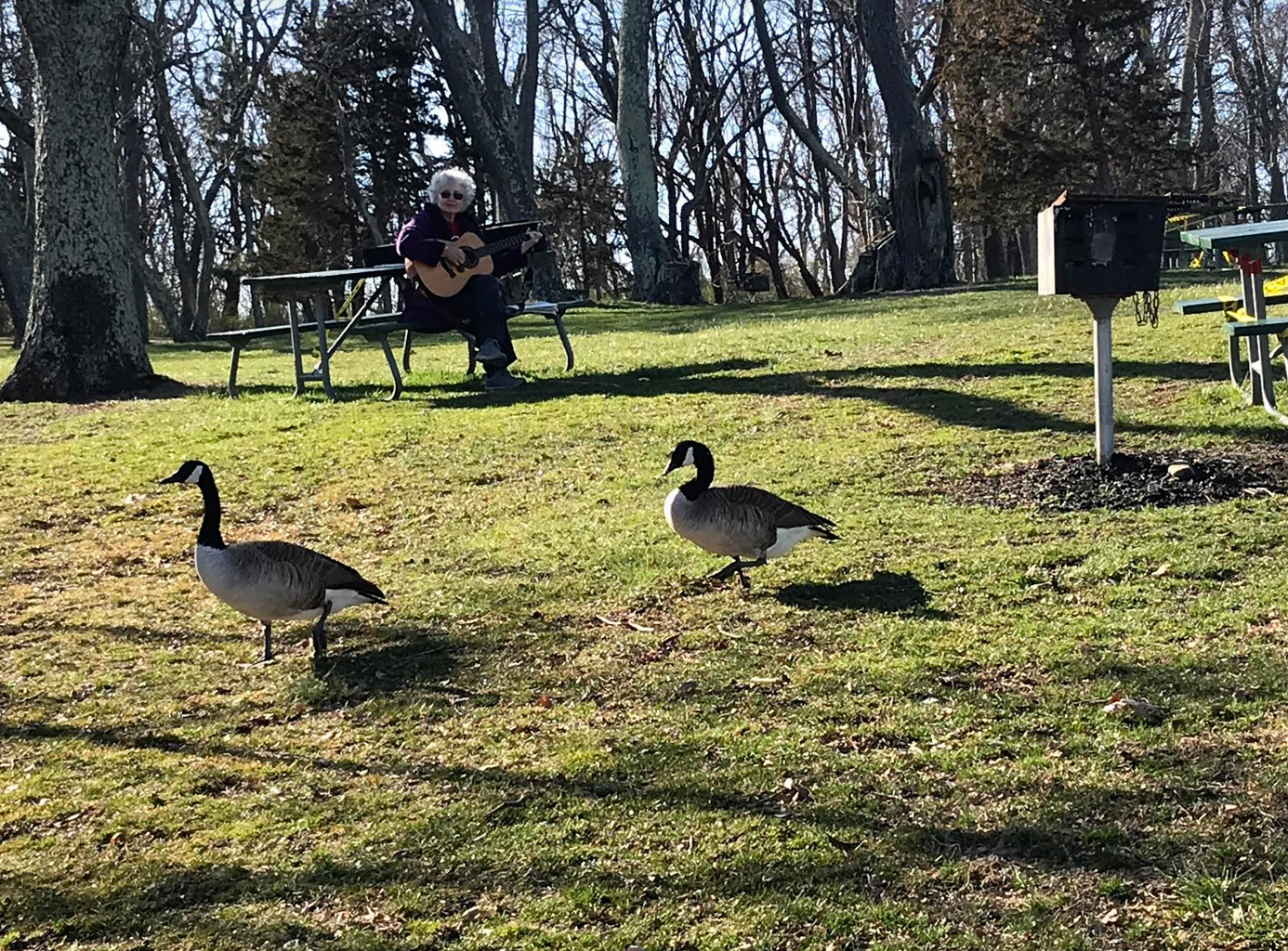 A woman strums a guitar at one of the tables roped off with caution tape as two geese walked past. March 21, 2020 Photo: Leslie Yager