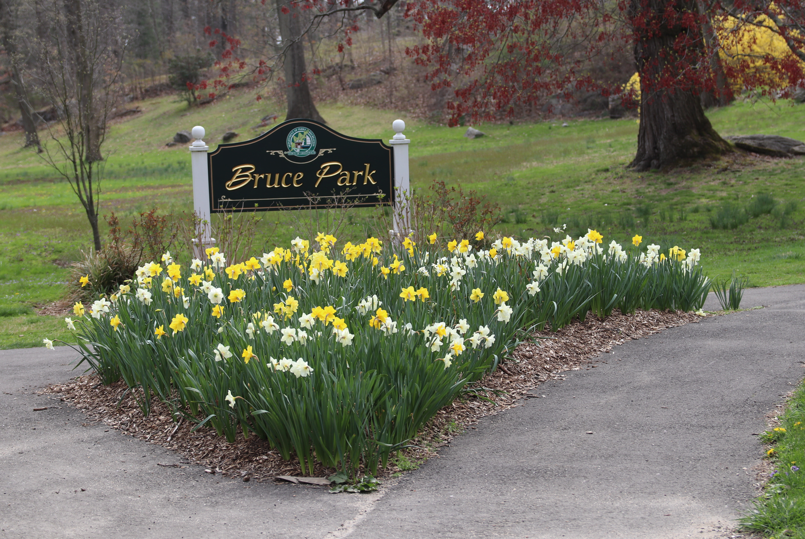 Daffodils at the entrance to Bruce Park. April 12, 2020 Photo: Leslie Yager