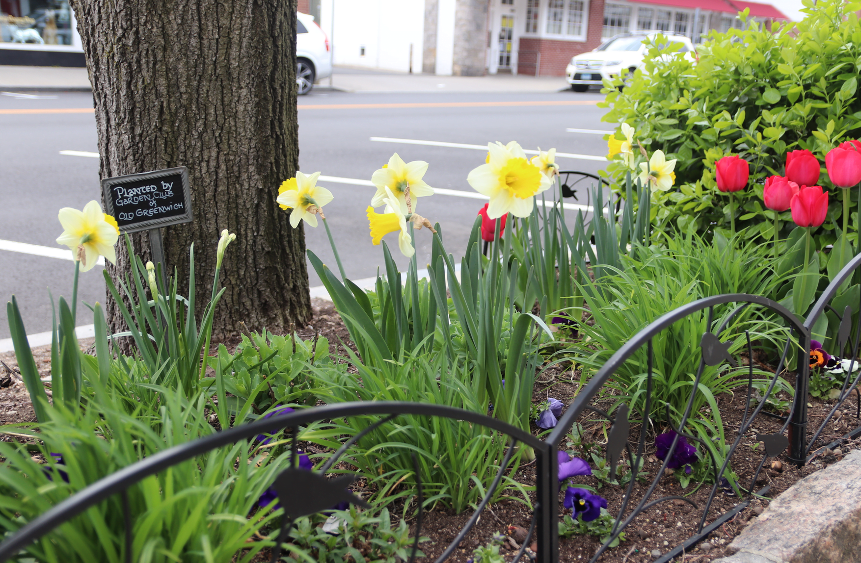 One of a row of bulb gardens planted by the Garden Club of Old Greenwich along Sound Beach Ave. April 12, 2020 Photo: Leslie Yager