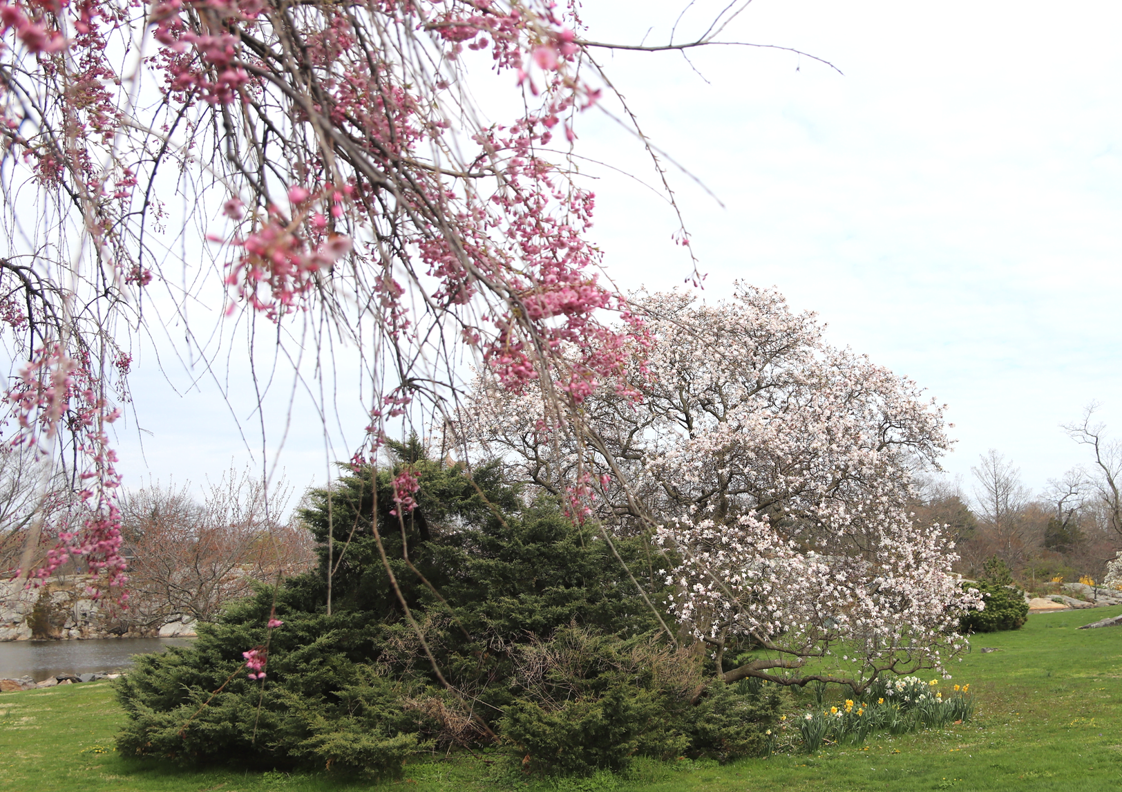 Flowering trees in Bruce Park. April 12, 2020 Photo: Leslie Yager