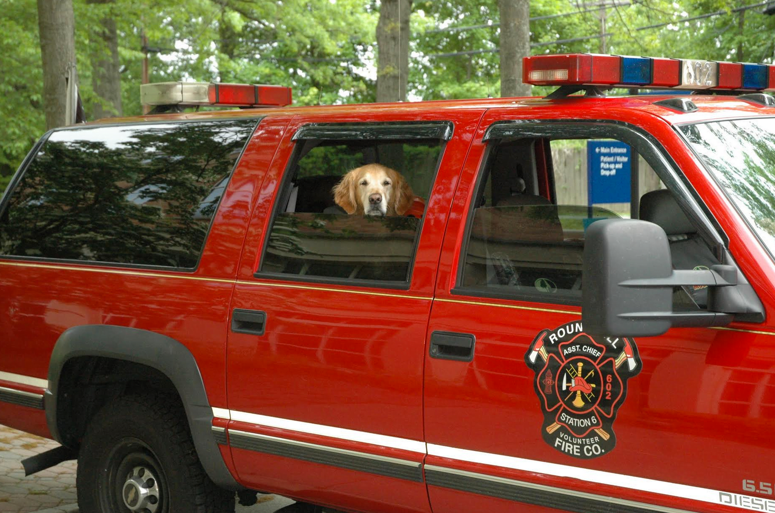 Round Hill Volunteer Fire Dog "Buddy"