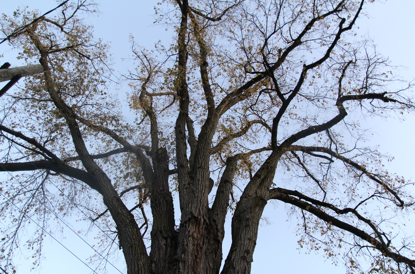 Tree Warden Issues Decision on Century Old Elm Tree in Old Greenwich