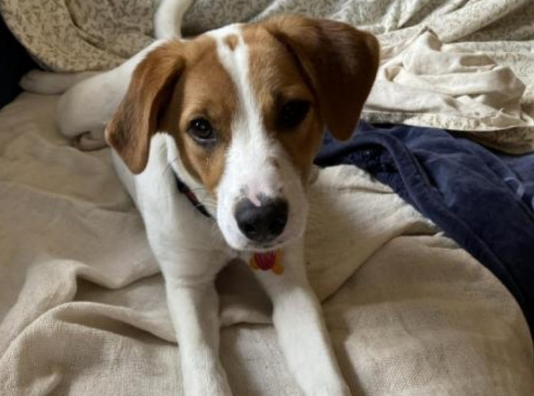 Best Friends Animal Rescue Has Special Rates through Dec 24 Greenwich