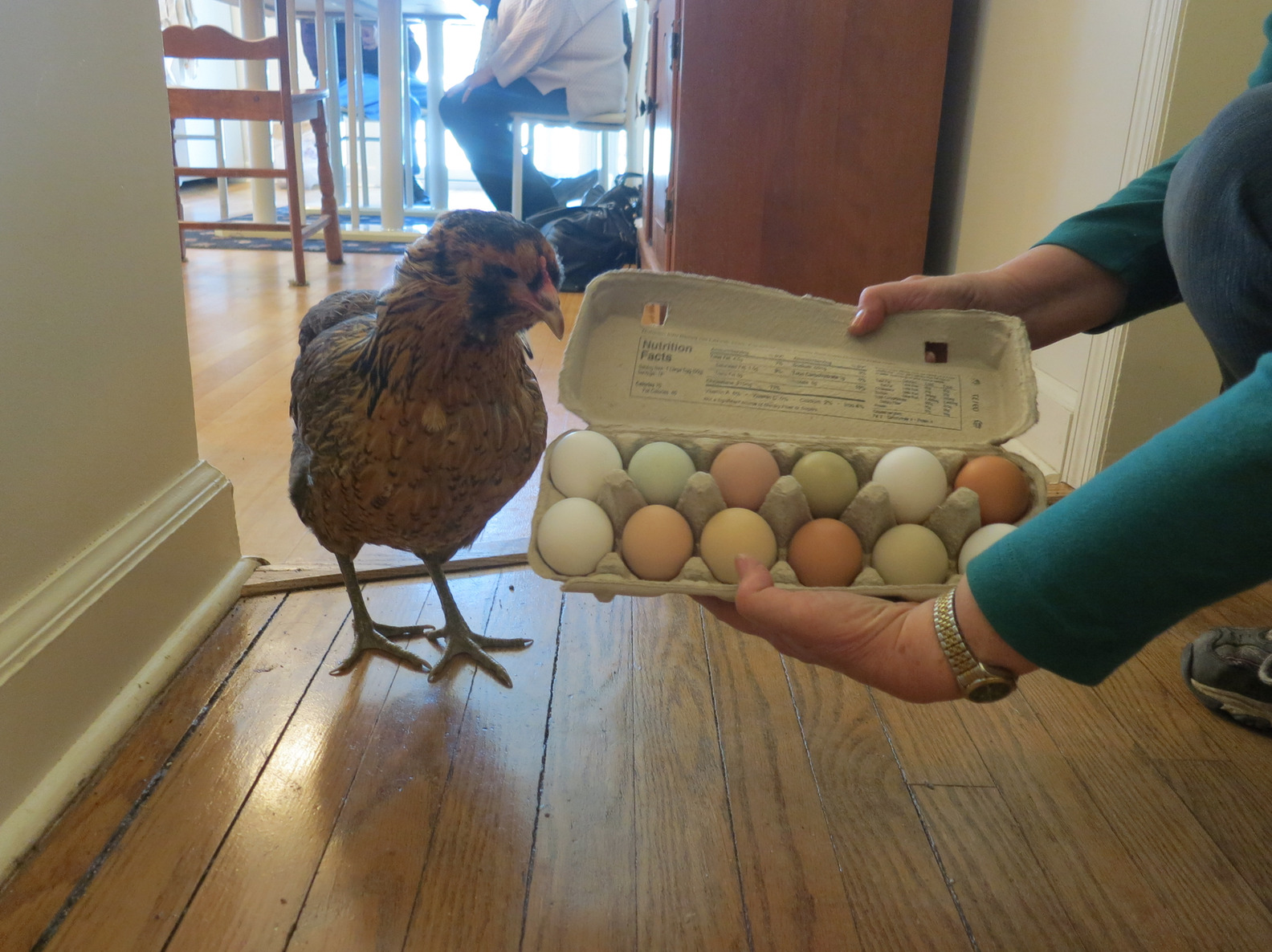 P&Z Votes to Implement 50 ft Setback for Chicken Coops to Keep Rats At