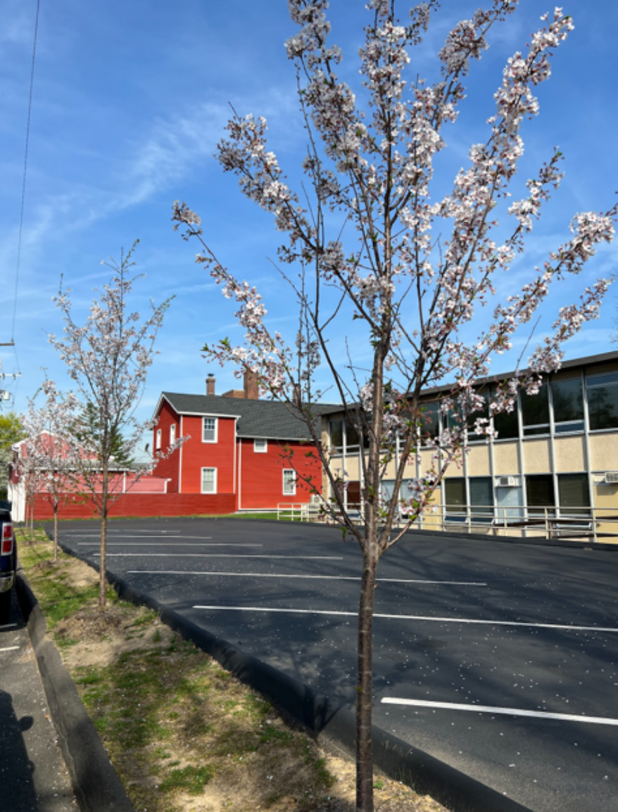 Greenwich Tree Conservancy Plants 100 Trees after Receiving a CT Urban ...
