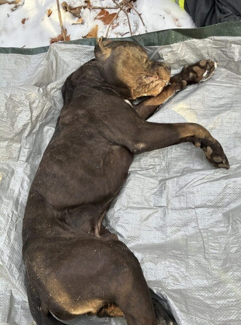 Abandoned Dogs Found Deceased Behind Stop & Shop in Manchester; Reward ...